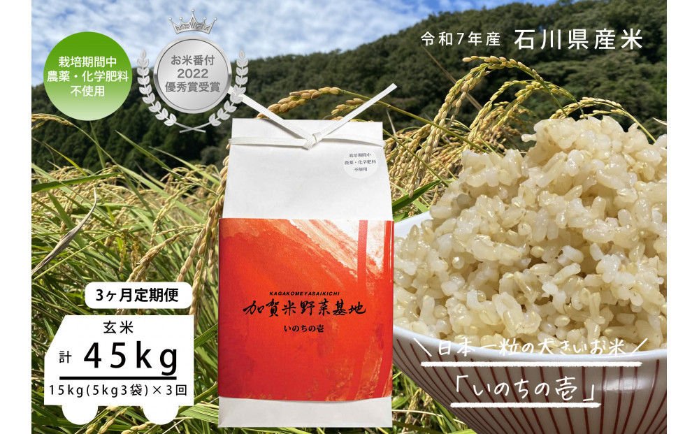 【3ヶ月定期便】【お米番付優秀賞受賞農家】日本一粒の大きいお米『いのちの壱』玄米15kg×3回