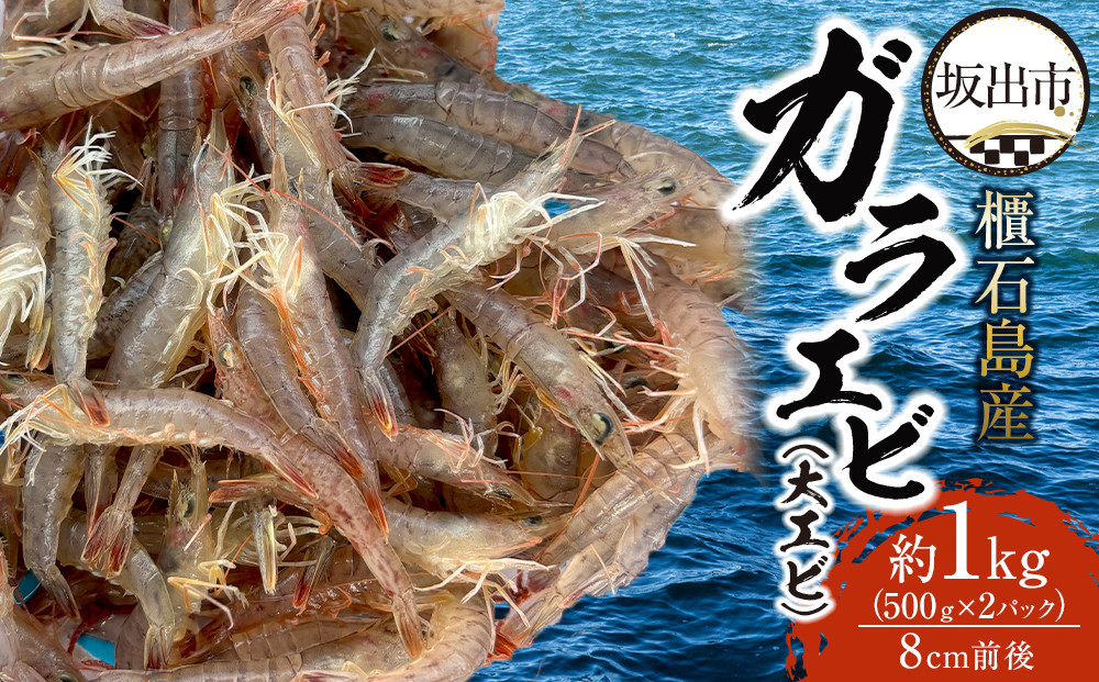 櫃石島産ガラエビ（大エビ）約1kg　【500ｇ×2パック】