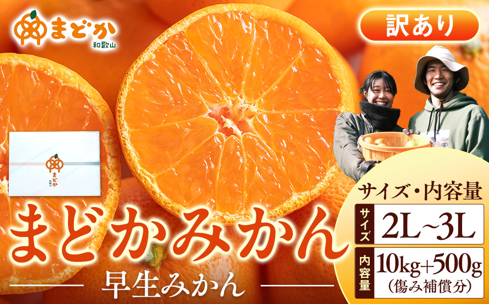 ［先行予約］［訳あり］秋採れみかん（早生みかん）2L〜3Lサイズ混合&nbsp;10kg＋500g（傷み補償分）［2026年11月上旬より発送］