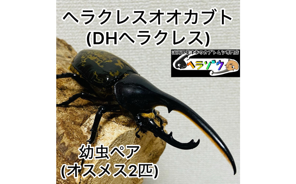 ヘラクレスオオカブト&nbsp;幼虫&nbsp;ペア