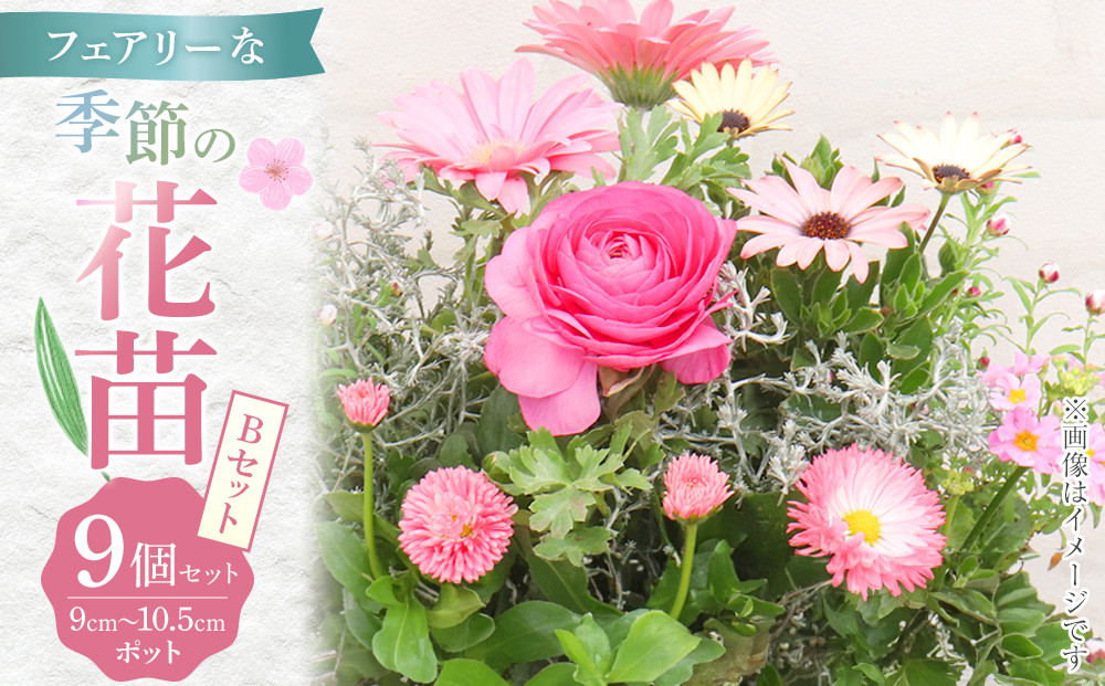 フェアリーな花苗セットB【花苗&nbsp;花苗セット&nbsp;花&nbsp;季節の花&nbsp;花セット&nbsp;ガーデニング&nbsp;家庭菜園&nbsp;園芸&nbsp;初夏&nbsp;夏&nbsp;花壇&nbsp;庭&nbsp;鉢&nbsp;玄関&nbsp;プランター&nbsp;寄せ植え&nbsp;&nbsp;おうち時間&nbsp;趣味&nbsp;ベランダ&nbsp;土っ子倶楽部&nbsp;&nbsp;プレゼント&nbsp;ギフト&nbsp;】