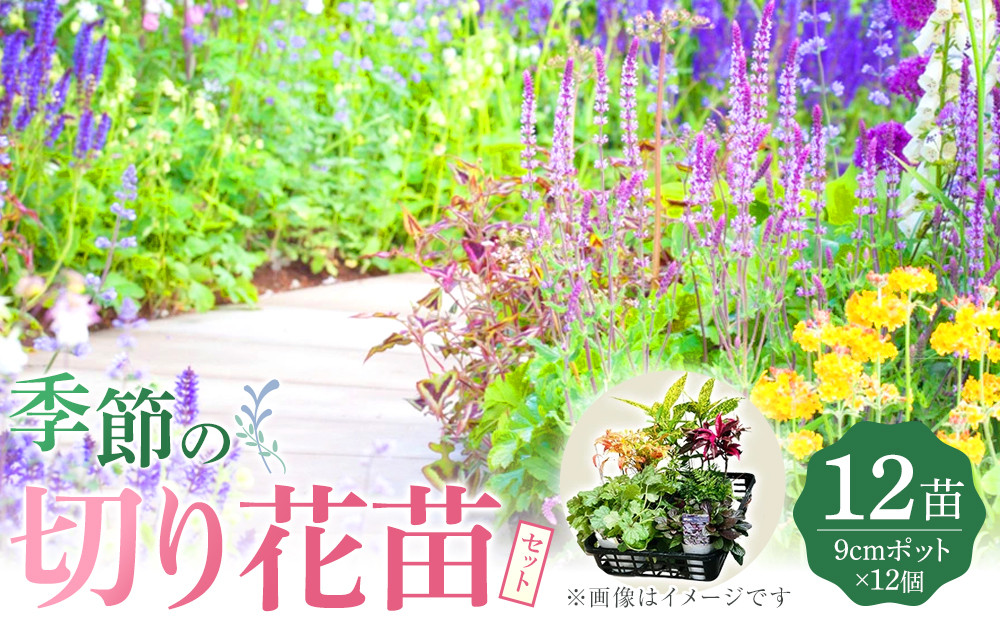 季節の切り花苗&nbsp;お任せ12ポットmixセット【切り花苗&nbsp;花苗&nbsp;花苗セット&nbsp;花&nbsp;季節の花&nbsp;花セット&nbsp;ガーデニング&nbsp;家庭菜園&nbsp;園芸&nbsp;初夏&nbsp;夏&nbsp;花壇&nbsp;庭&nbsp;鉢&nbsp;玄関&nbsp;プランター&nbsp;寄せ植え&nbsp;&nbsp;おうち時間&nbsp;趣味&nbsp;ベランダ&nbsp;土っ子倶楽部&nbsp;&nbsp;プレゼント&nbsp;ギフト&nbsp;】