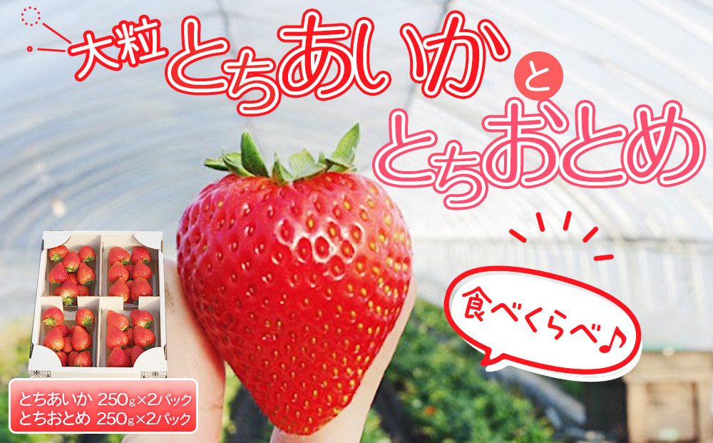 【先行予約】大粒とちあいか2パック＋大粒とちおとめ2パック=（合計）4パック入り【2026年1月上旬より順次発送】&nbsp;|&nbsp;生産量&nbsp;日本一&nbsp;果物&nbsp;フルーツ&nbsp;苺&nbsp;イチゴ&nbsp;農家直送&nbsp;栃木県&nbsp;日光市