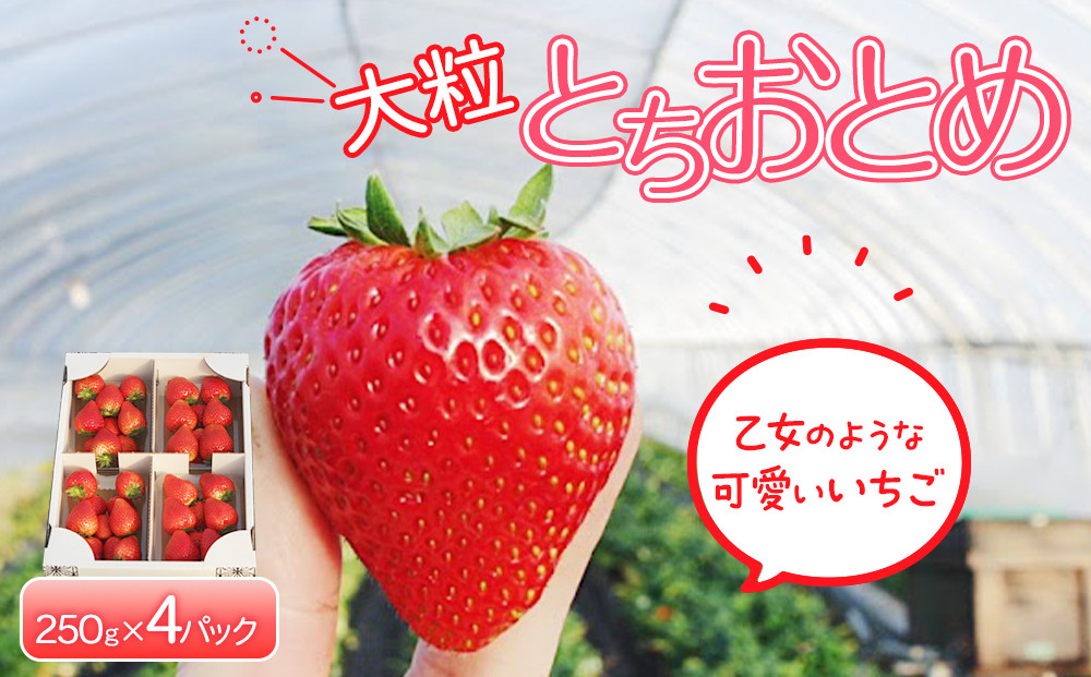 【先行予約】大粒とちおとめ4パック入り【2026年1月上旬より順次発送】&nbsp;|&nbsp;生産量&nbsp;日本一&nbsp;果物&nbsp;フルーツ&nbsp;苺&nbsp;イチゴ&nbsp;農家直送&nbsp;栃木県&nbsp;日光市