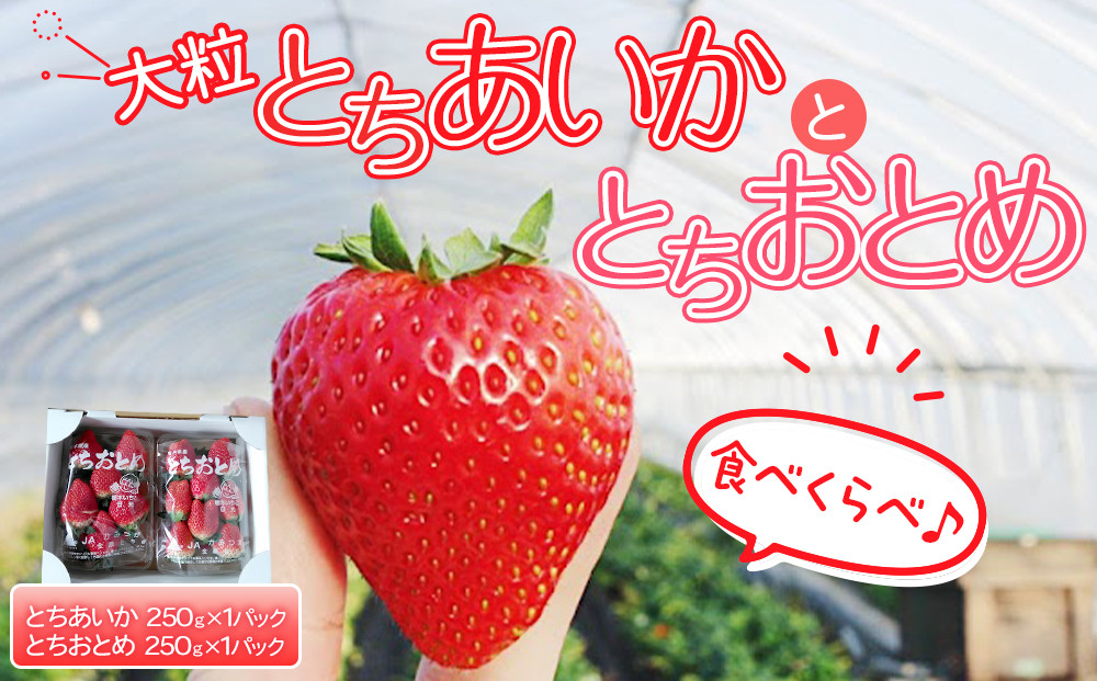 【先行予約】大粒とちあいか1パック＋大粒とちおとめ1パック=（合計）2パック入り【2026年1月上旬より順次発送】&nbsp;|&nbsp;生産量&nbsp;日本一&nbsp;果物&nbsp;フルーツ&nbsp;苺&nbsp;イチゴ&nbsp;農家直送&nbsp;栃木県&nbsp;日光市