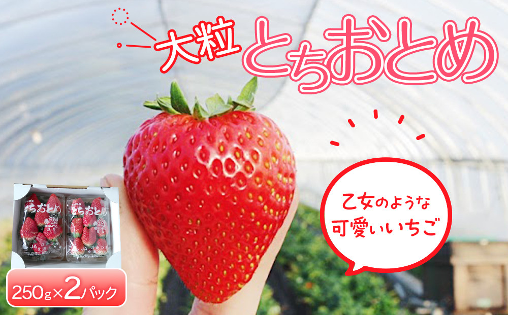 【先行予約】大粒とちおとめ2パック入り【2026年1月上旬より順次発送】&nbsp;|&nbsp;生産量&nbsp;日本一&nbsp;果物&nbsp;フルーツ&nbsp;苺&nbsp;イチゴ&nbsp;農家直送&nbsp;栃木県&nbsp;日光市