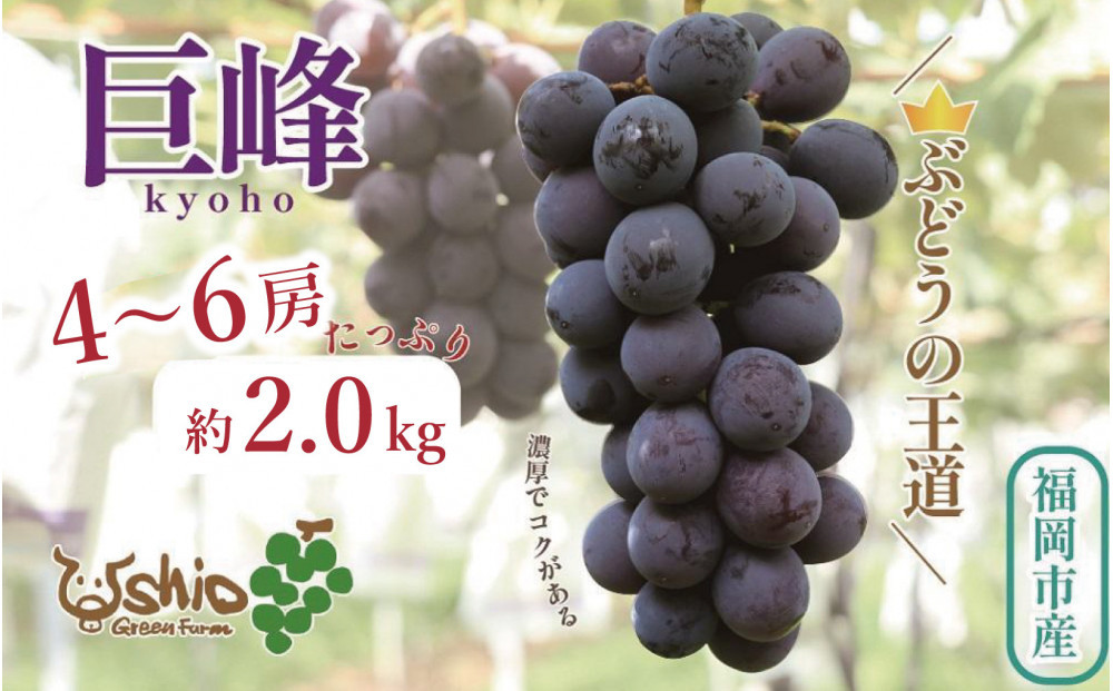 【2026年8月以降順次発送】福岡市産巨峰2000g   5房前後【北海道・沖縄・離島発送不可】
