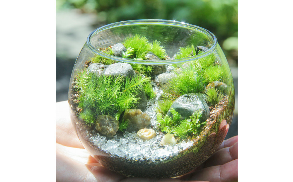 【渓流編】苔テラリウム制作キット（ツール付き）
