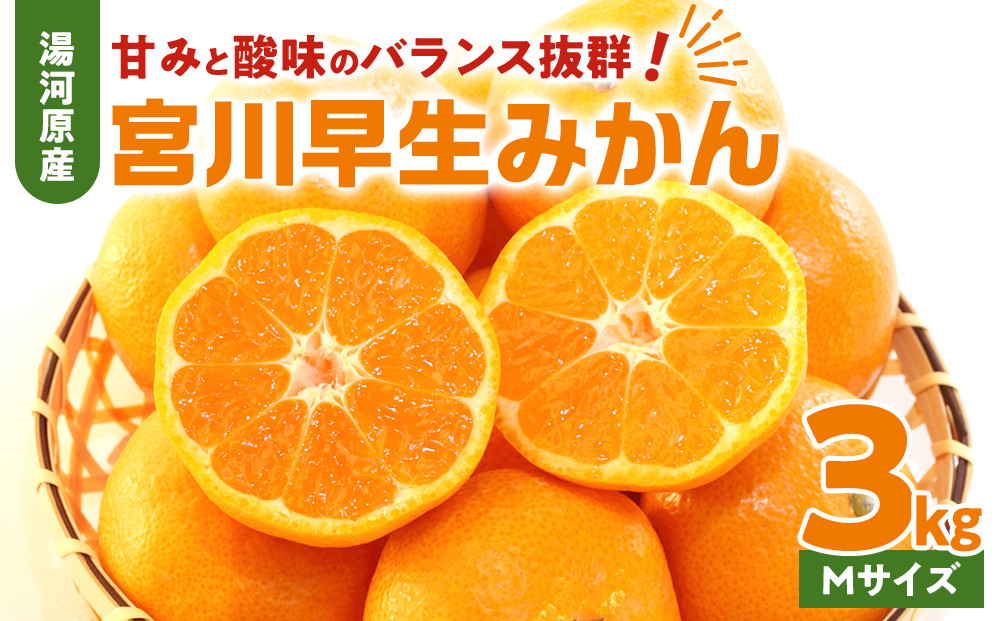 甘みと酸味のバランス抜群・宮川早生みかん　3kg(Mサイズ)　2026年11月中旬～下旬頃に発送予定&nbsp;|&nbsp;湯河原町&nbsp;Mサイズ&nbsp;3kg&nbsp;宮川早生みかん&nbsp;果物&nbsp;旬&nbsp;柑橘類