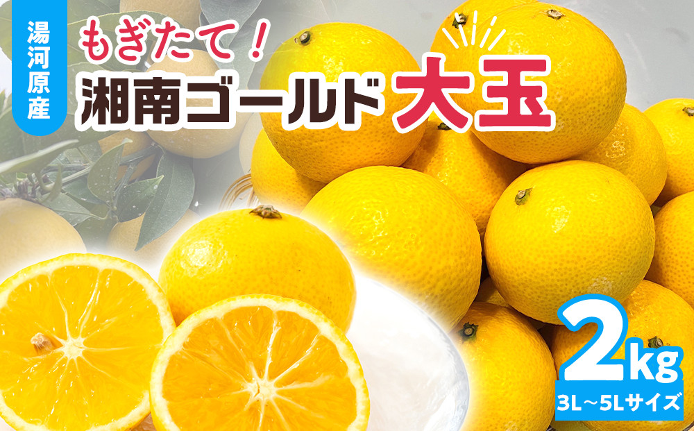 【希少フルーツ】もぎたて・湘南ゴールド(大玉)2kg　2026年1月中旬～下旬頃発送予定&nbsp;|&nbsp;湯河原町&nbsp;大玉&nbsp;2kg&nbsp;種なし&nbsp;果物&nbsp;柑橘系&nbsp;ハウス栽培&nbsp;地域特産品