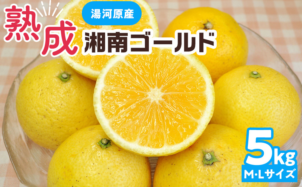【希少フルーツ】熟成・湘南ゴールド(L・Mサイズ)5kg　2026年3月上旬～3月中旬頃発送予定&nbsp;|&nbsp;湯河原町&nbsp;&nbsp;中玉&nbsp;Mサイズ&nbsp;Lサイズ&nbsp;&nbsp;5kg&nbsp;熟成&nbsp;濃厚&nbsp;地域特産品&nbsp;柑橘類