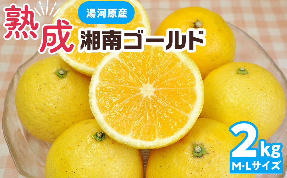 【希少フルーツ】熟成・湘南ゴールド(L・Mサイズ)2kg　2026年3月上旬～3月中旬頃発送予定&nbsp;|&nbsp;湯河原町&nbsp;&nbsp;中玉&nbsp;Lサイズ&nbsp;Mサイズ&nbsp;2kg&nbsp;熟成&nbsp;濃厚&nbsp;地域特産品&nbsp;柑橘類