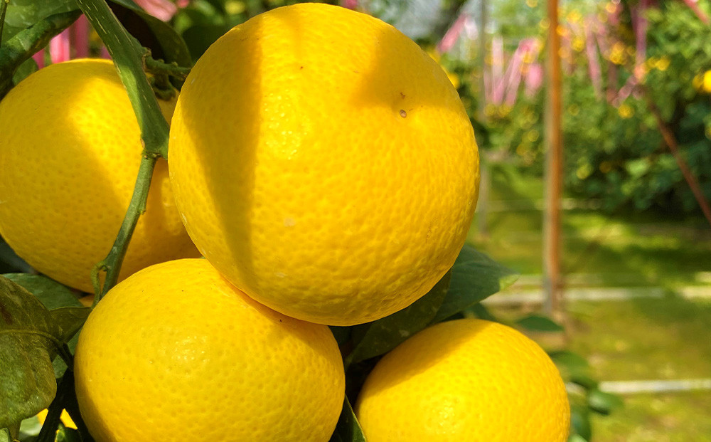 【希少フルーツ】熟成・湘南ゴールド(L・Mサイズ)3kg　2026年3月上旬～3月中旬頃発送予定