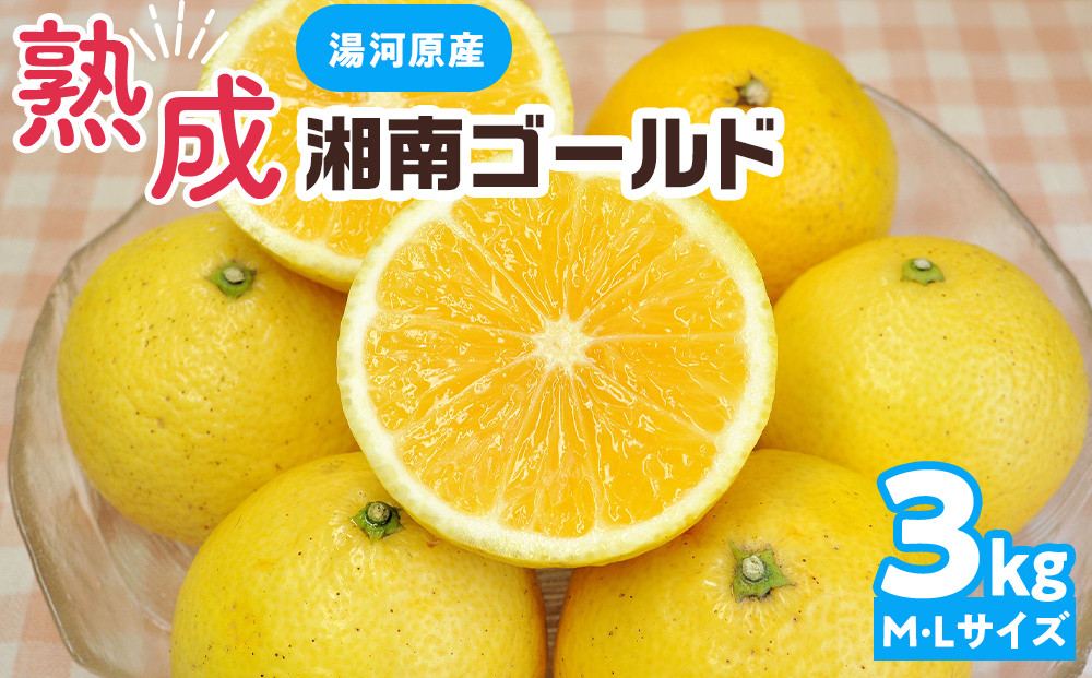 【希少フルーツ】熟成・湘南ゴールド(L・Mサイズ)3kg　2026年3月上旬～3月中旬頃発送予定&nbsp;|&nbsp;湯河原町&nbsp;&nbsp;中玉&nbsp;Lサイズ&nbsp;Mサイズ&nbsp;3kg&nbsp;熟成&nbsp;濃厚&nbsp;地域特産品&nbsp;柑橘類