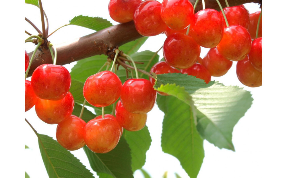 【2026年発送】紅秀峰&nbsp;約500g×2P（L～2L）特秀