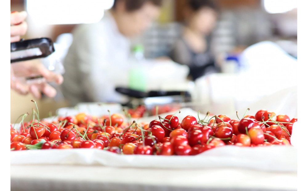 【2026年発送】山形と言えばさくらんぼ！紅秀峰&nbsp;約350g×2P&nbsp;(L～2L)