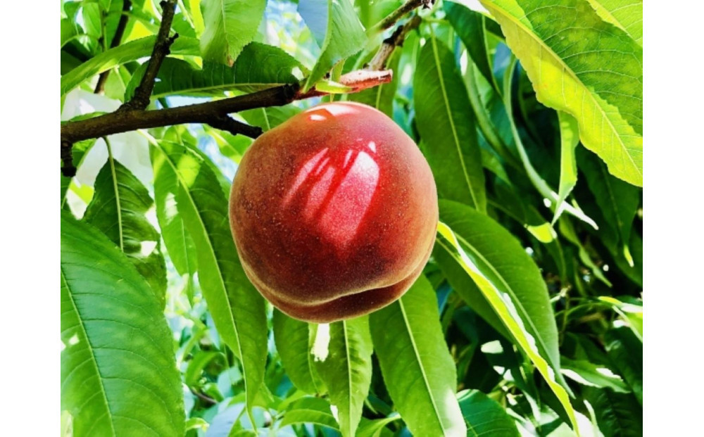 【2026年発送】＼&nbsp;硬めの桃！／&nbsp;&nbsp;秋の収穫白桃　約2kg（4～10玉）