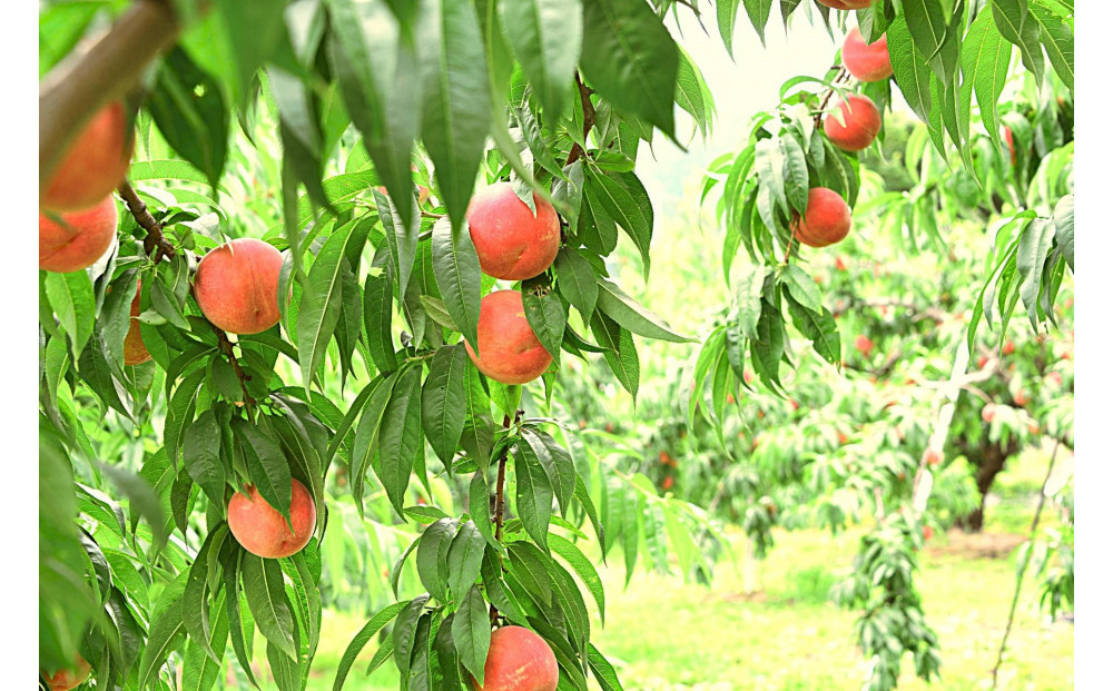 【2026年発送】＼&nbsp;硬めの桃！／　秋の収穫白桃　約5kg（11～20玉）