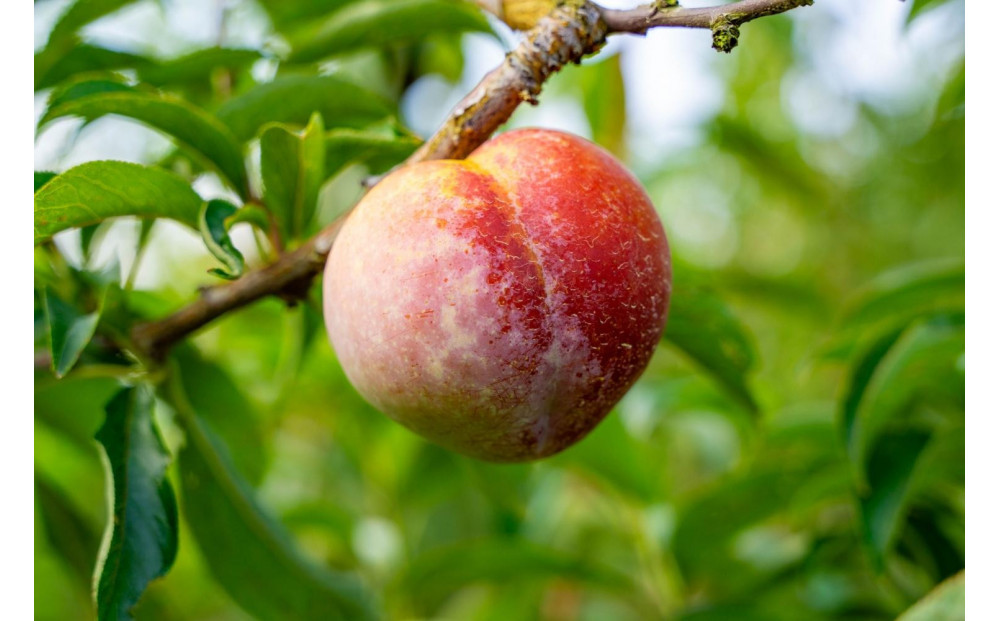 【2026年発送】栄養満点★すもも「秋姫」　約２kg（約500g×4パック）