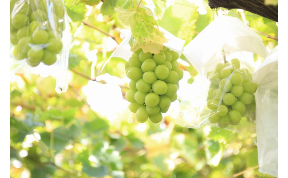 【2026年発送】*贈答用*シャインマスカット&nbsp;約700ｇ以上(１房)秀