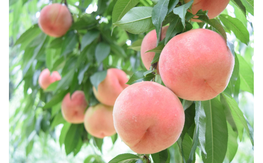 2026年度発送【定期便&nbsp;３回&nbsp;】幸せ♪桃三昧