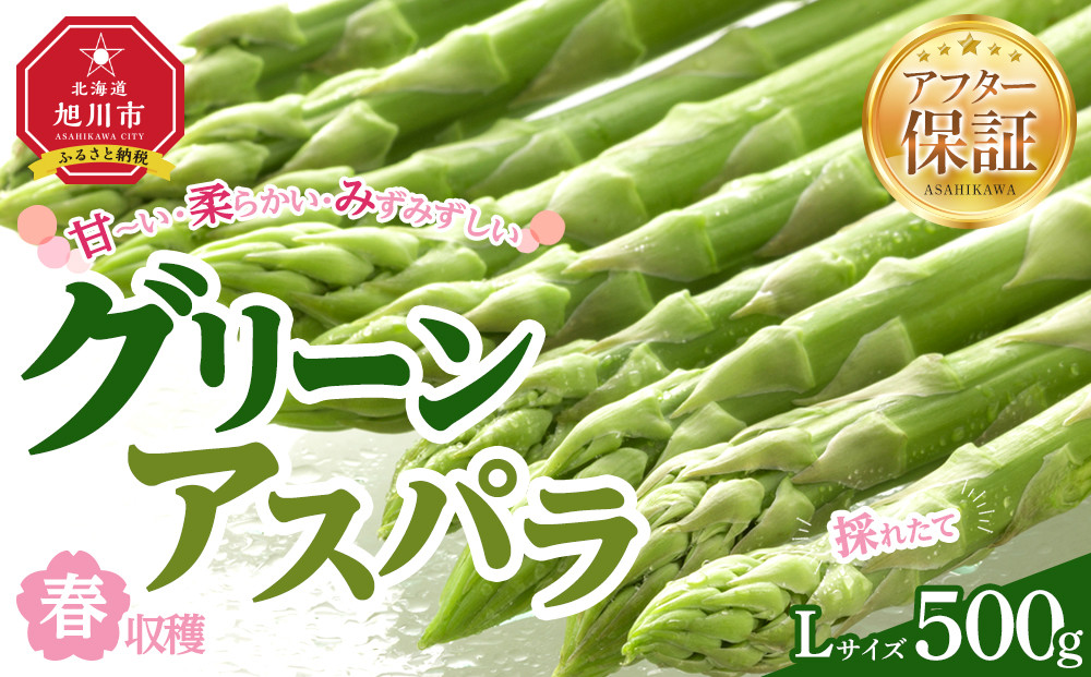【先行予約】春収穫グリーンアスパラLサイズ　約500g（2026年6月上旬から発送開始予定）【&nbsp;アスパラ&nbsp;アスパラガス&nbsp;朝採り&nbsp;とれたて&nbsp;野菜&nbsp;旬&nbsp;小分け&nbsp;保存&nbsp;産直&nbsp;産地直送&nbsp;お取り寄せ&nbsp;旭川市&nbsp;北海道&nbsp;】_05529