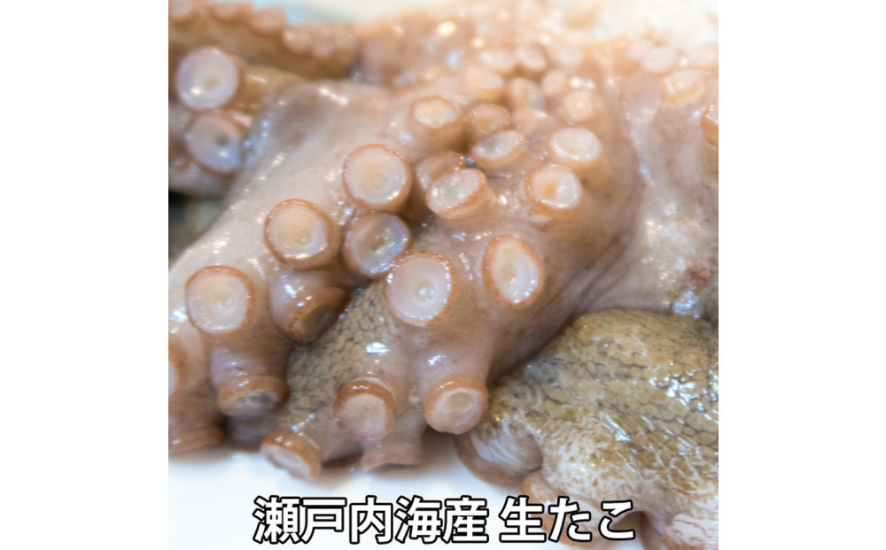 活き締め真たこ1ぱい約1kg　レシピ付き&nbsp;蛸&nbsp;生&nbsp;刺身