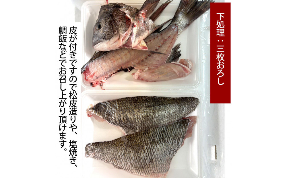 【三枚おろし皮付き】黒鯛&nbsp;1尾（約1ｋg）ちぬ&nbsp;チヌ&nbsp;刺身