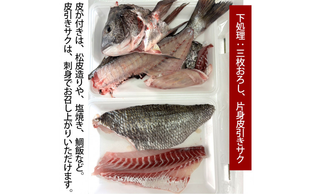 【三枚おろし片身皮引きサク、片身皮付き】黒鯛&nbsp;1尾（約1ｋg）ちぬ&nbsp;チヌ&nbsp;刺身
