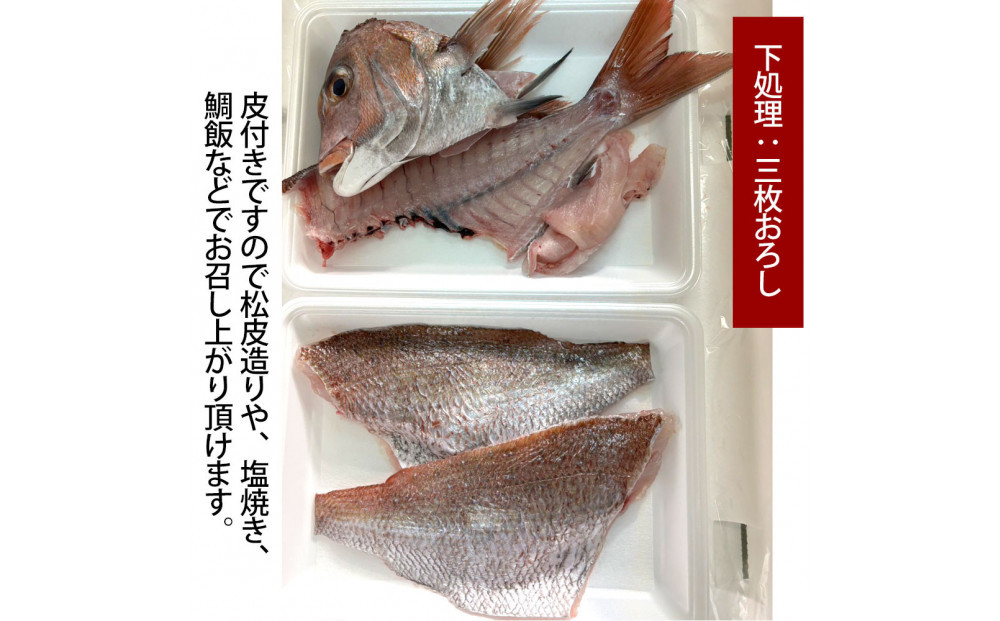 【三枚おろし皮付き】活き締め真鯛1尾（約1kg）タイ&nbsp;たい&nbsp;刺身&nbsp;鍋