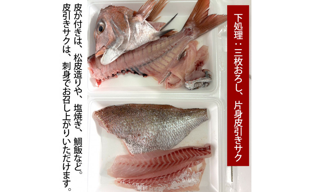 【三枚おろし片身皮引きサク、片身皮付き】活き締め真鯛1尾（約1kg）タイ&nbsp;たい&nbsp;刺身&nbsp;鍋