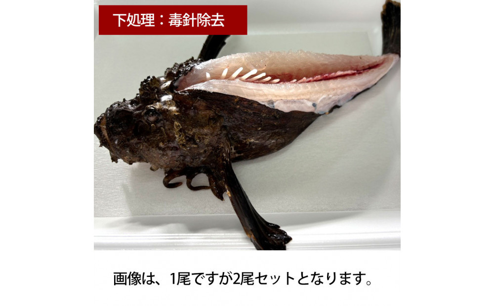 【背中の毒針除去】【先行予約】活き締めオコゼ2尾セット（2人前）ポン酢付き&nbsp;虎魚&nbsp;おこぜ&nbsp;薄造り&nbsp;唐揚げ