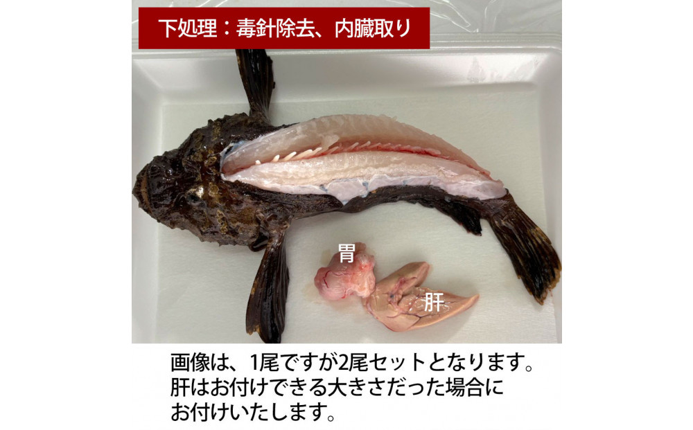 【内臓、背中の毒針除去】【先行予約】活き締めオコゼ2尾セット（2人前）ポン酢付き 虎魚 おこぜ 薄造り 唐揚げ