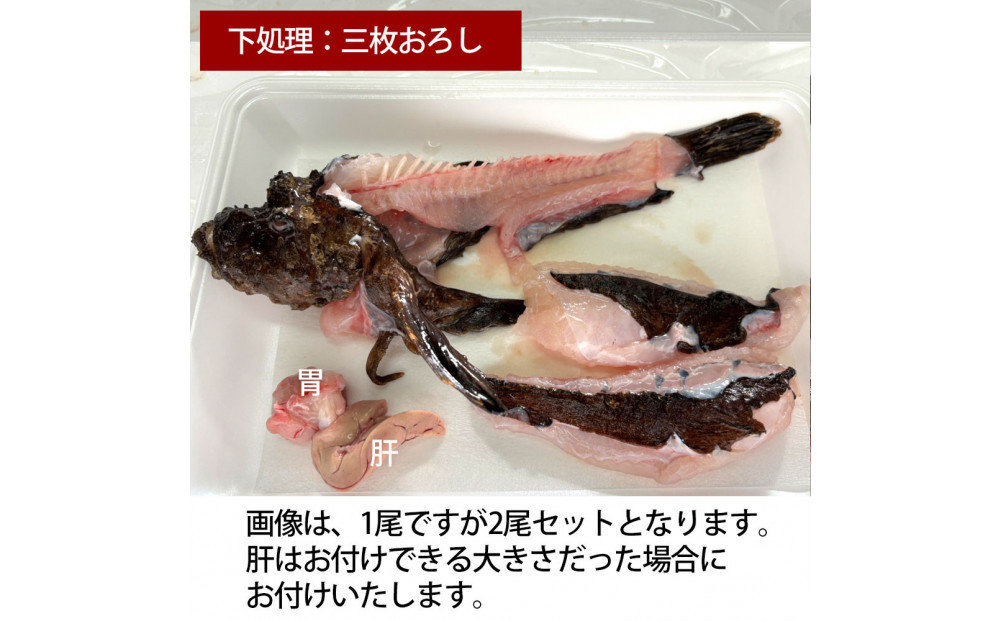 【三枚おろし皮付き（唐揚げ用）】【先行予約】活き締めオコゼ2尾セット（2人前）ポン酢付き 虎魚 おこぜ 薄造り 唐揚げ