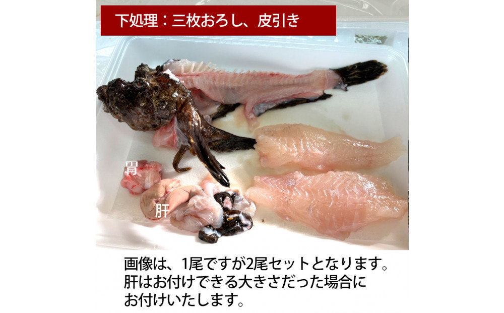 【三枚おろし（刺身用）】【先行予約】活き締めオコゼ2尾セット（2人前）ポン酢付き&nbsp;虎魚&nbsp;おこぜ&nbsp;薄造り&nbsp;唐揚げ