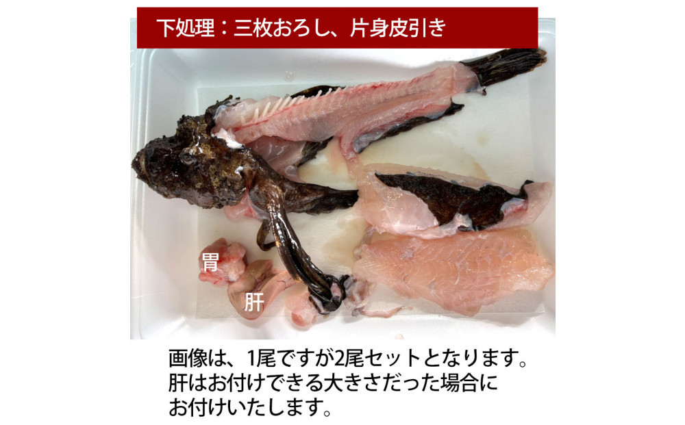 【片身三枚おろし（唐揚げ用）、片身三枚おろし皮引き（刺身用）】【先行予約】活き締めオコゼ2尾セット（2人前）ポン酢付き&nbsp;虎魚&nbsp;おこぜ&nbsp;薄造り&nbsp;唐揚げ