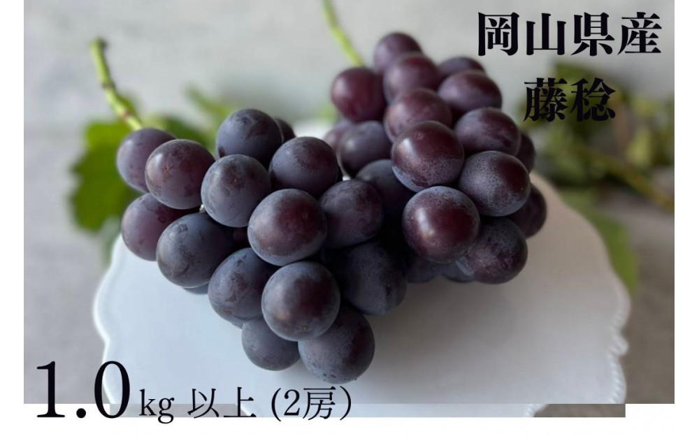 厳選&nbsp;藤稔&nbsp;1.0kg以上&nbsp;2房&nbsp;朝採れ&nbsp;ぶどう&nbsp;葡萄&nbsp;&nbsp;Kawahara&nbsp;Green&nbsp;Farm　岡山県産　2026年