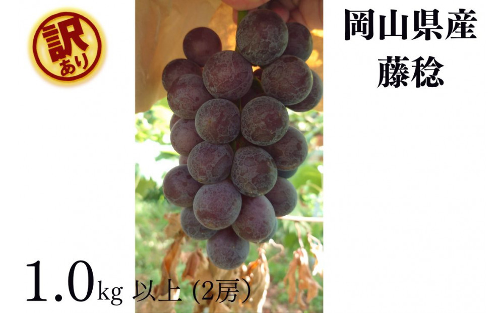 家庭用&nbsp;藤稔　1.0kg以上&nbsp;2房&nbsp;朝採れ&nbsp;ぶどう&nbsp;葡萄&nbsp;&nbsp;Kawahara&nbsp;Green&nbsp;Farm　岡山県産　2026年