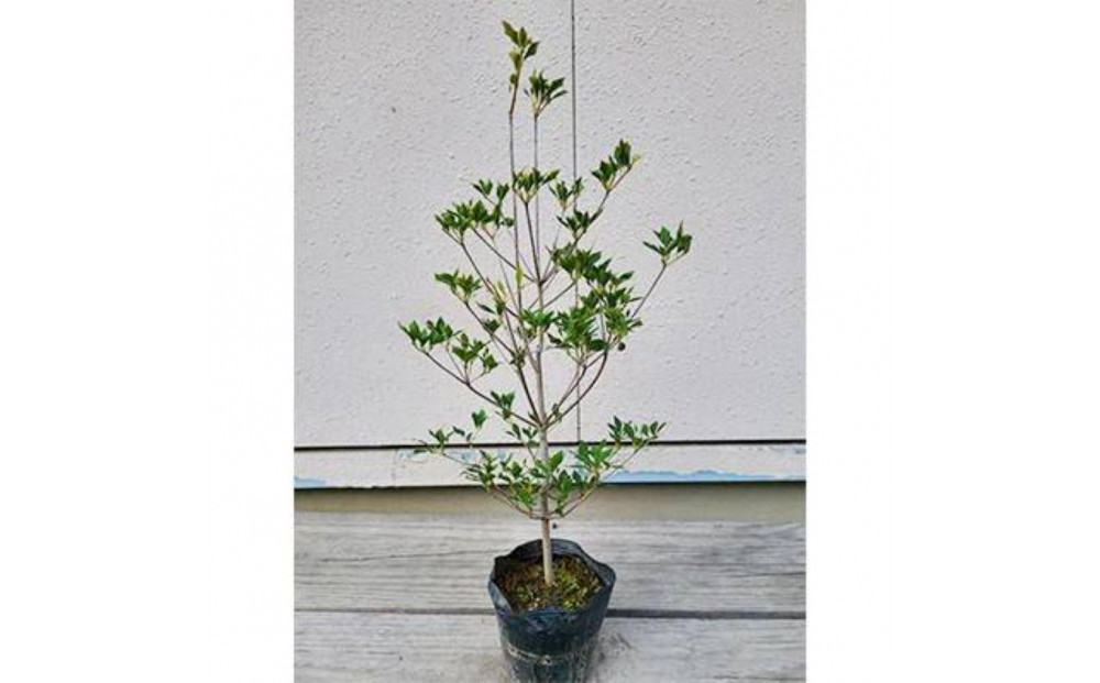 ドウダンツツジ&nbsp;樹高約40～50cm&nbsp;15cmポット取扱説明書付き