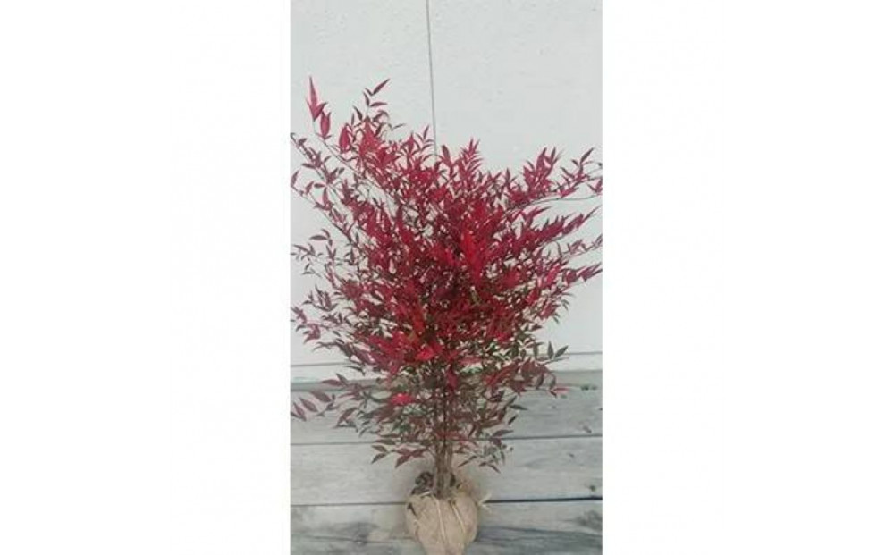 紅葉が美しい！縁起木！南天&nbsp;樹高約80cm～1m&nbsp;取扱説明書付き