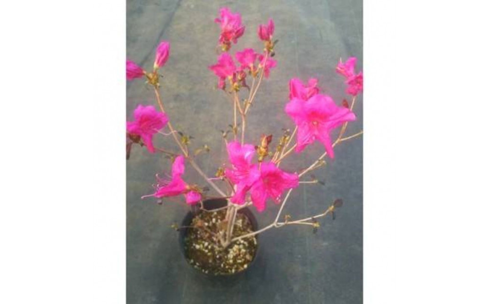 四季咲きミツバツツジ(元の助)&nbsp;樹高約30cm&nbsp;取扱説明書付き