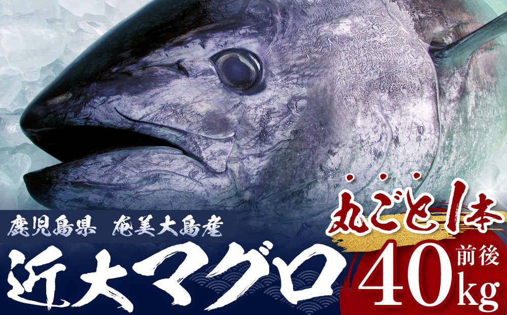 【近大マグロ&nbsp;1本丸ごとお届け】鹿児島県&nbsp;奄美大島産&nbsp;近大マグロ&nbsp;1本40kg前後&nbsp;養殖クロマグロ&nbsp;赤身&nbsp;大トロ&nbsp;中トロ&nbsp;近畿大学