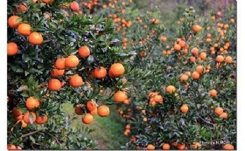 【2026年発送 先行予約】武富農園の奄美たんかん 約6kg（3kg×2箱）|たんかん タンカン 柑橘 カンキツ 柑橘類 詰め合わせ 産地直送 先行予約 おすすめ 人気