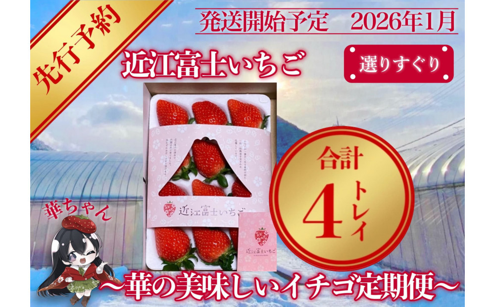 先行予約『近江富士いちご』選りすぐり！華の美味しいイチゴ定期便【9~15粒1トレイ×4回】