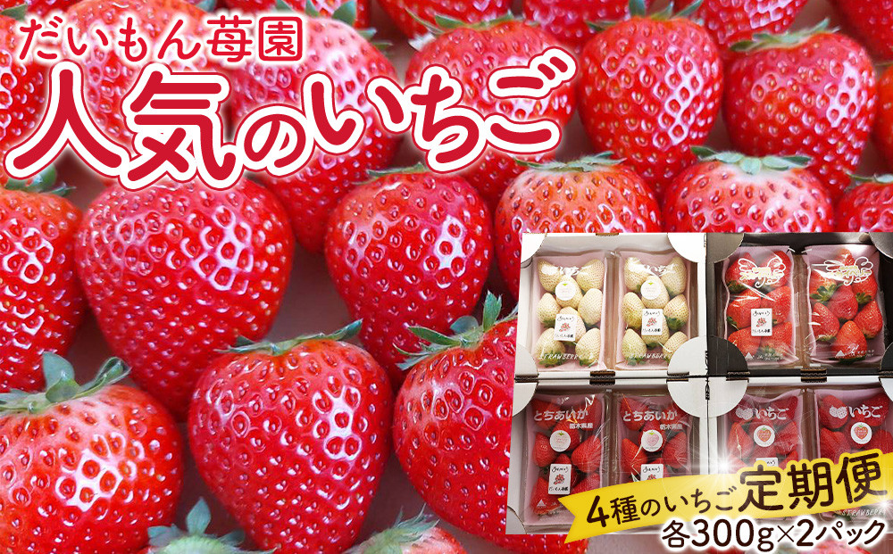 （4か月連続定期便/計4回）だいもん苺園の人気のいちご4種定期便&nbsp;【2026年1月初旬より順次発送】&nbsp;｜フルーツ&nbsp;いちご&nbsp;苺&nbsp;期間限定&nbsp;定期便&nbsp;とちおとめ&nbsp;スカイベリー&nbsp;とちあいか&nbsp;ミルキーベリー&nbsp;栃木&nbsp;産地直送&nbsp;産直