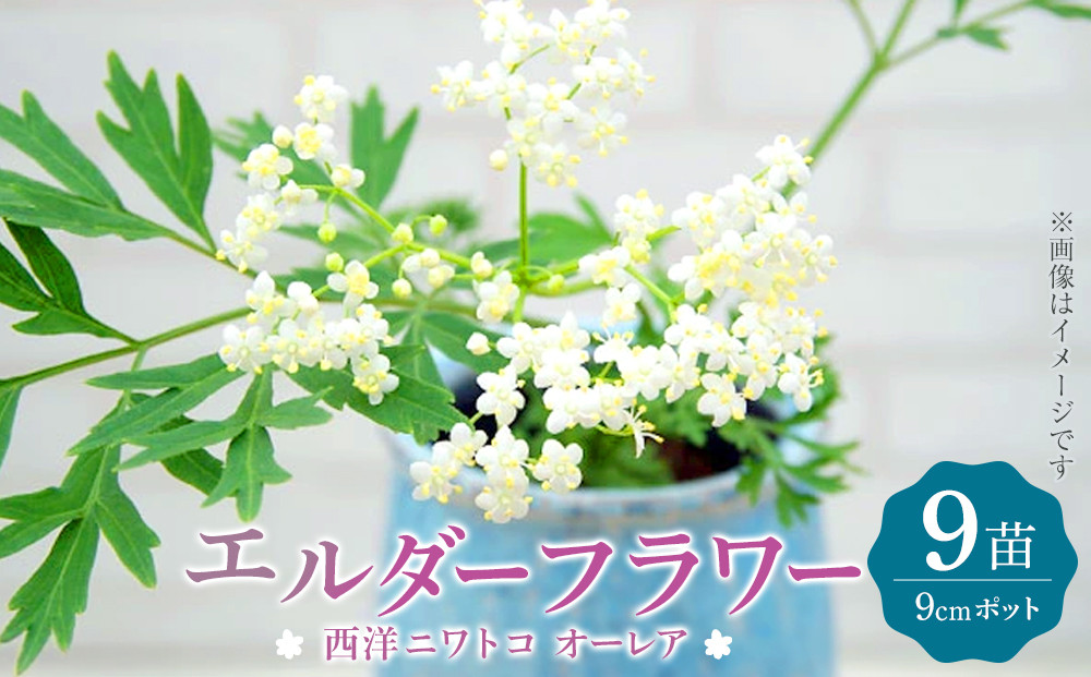 エルダーフラワー（西洋ニワトコ&nbsp;オーレア）9cmポット苗【花苗&nbsp;花&nbsp;季節の花&nbsp;花セット&nbsp;ガーデニング&nbsp;家庭菜園&nbsp;園芸&nbsp;初夏&nbsp;夏&nbsp;花壇&nbsp;庭&nbsp;鉢&nbsp;玄関&nbsp;プランター&nbsp;寄せ植え&nbsp;&nbsp;おうち時間&nbsp;趣味&nbsp;ベランダ&nbsp;土っ子倶楽部&nbsp;&nbsp;プレゼント&nbsp;ギフト&nbsp;】