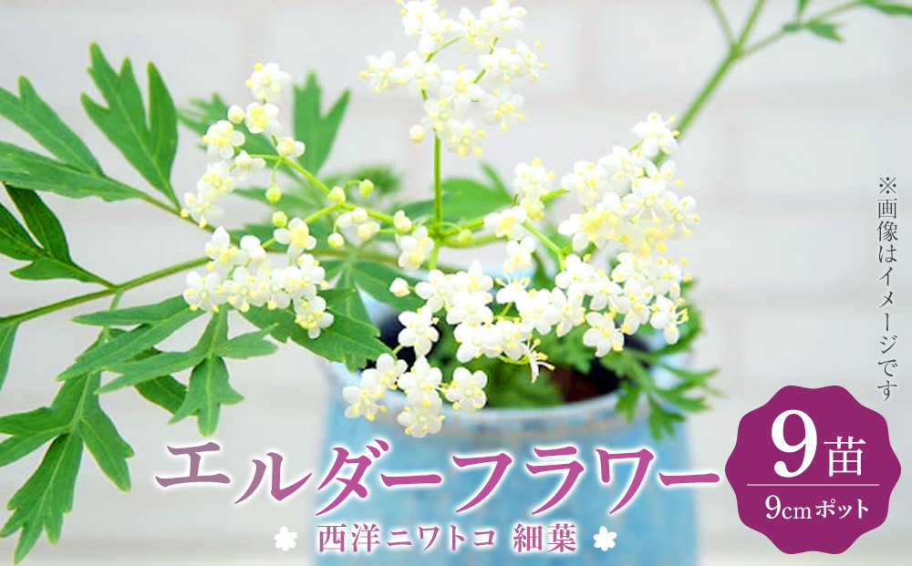 エルダーフラワー（西洋ニワトコ&nbsp;細葉）9cmポット苗【花苗&nbsp;花&nbsp;季節の花&nbsp;花セット&nbsp;ガーデニング&nbsp;家庭菜園&nbsp;園芸&nbsp;初夏&nbsp;夏&nbsp;花壇&nbsp;庭&nbsp;鉢&nbsp;玄関&nbsp;プランター&nbsp;寄せ植え&nbsp;&nbsp;おうち時間&nbsp;趣味&nbsp;ベランダ&nbsp;土っ子倶楽部&nbsp;&nbsp;プレゼント&nbsp;ギフト&nbsp;】
