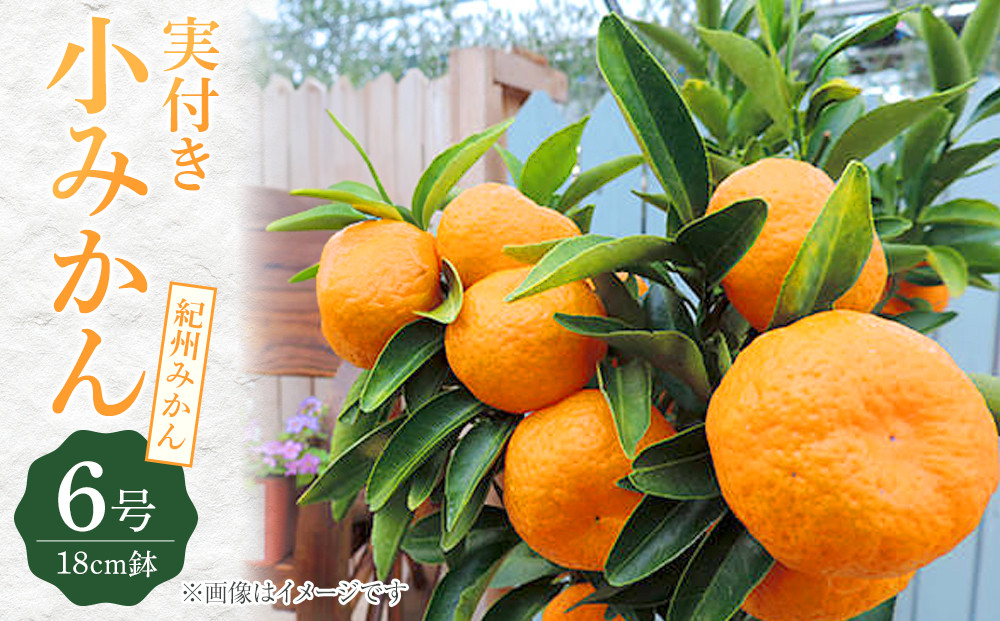 《&nbsp;実付き&nbsp;》&nbsp;小みかん&nbsp;（&nbsp;紀州みかん&nbsp;）&nbsp;接ぎ木苗&nbsp;6号鉢植え【小みかん&nbsp;紀州みかん&nbsp;木苗&nbsp;家庭菜園&nbsp;園芸&nbsp;初夏&nbsp;夏&nbsp;花壇&nbsp;庭&nbsp;鉢&nbsp;玄関&nbsp;プランター&nbsp;寄せ植え&nbsp;&nbsp;おうち時間&nbsp;趣味&nbsp;ベランダ&nbsp;土っ子倶楽部&nbsp;&nbsp;プレゼント&nbsp;ギフト&nbsp;】