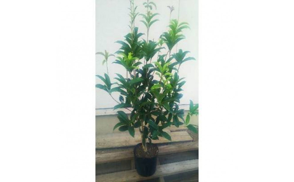 四季咲き木犀(モクセイ)樹高約1m&nbsp;取扱説明書付き