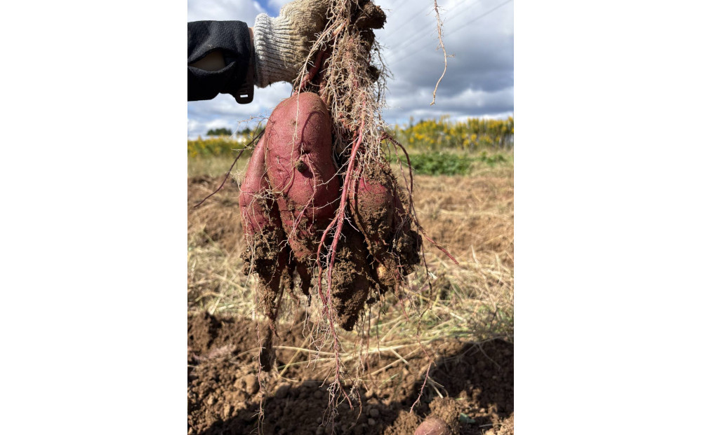 【復興支援】＜先行予約・2026年11月下旬から発送＞奥能登産シルクスィート&nbsp;5キロ